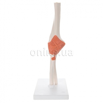 Functional Human Elbow Joint Model with Ligaments