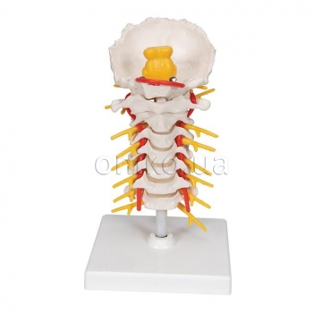 Cervical Human Spinal Column Model