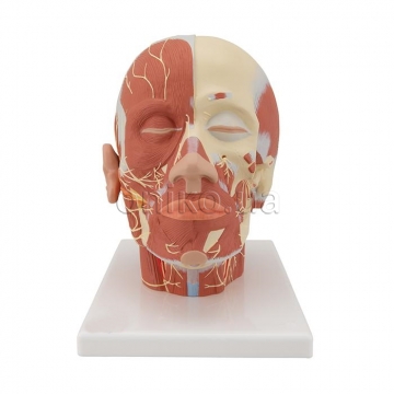 Head Musculature Model with Nerves