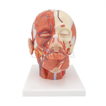 Head Musculature Model with Blood Vessels