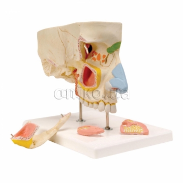 Human Nose Model with Paranasal Sinuses