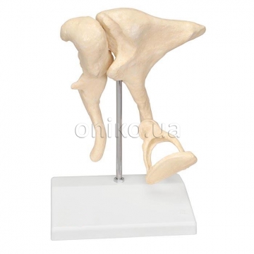 Оssicle Model - at 20 times life size