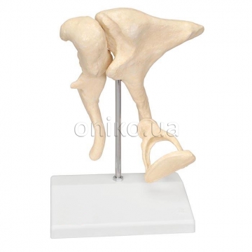Model sluchových kůstek, 20x zvětšení