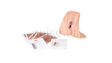 Anal Sphincter Repair Trainer