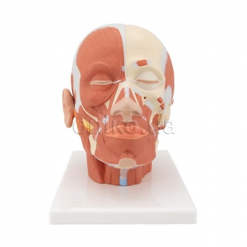 Head Musculature Model