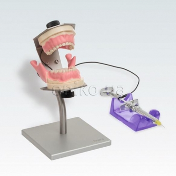 Training model for pediatric anesthesia