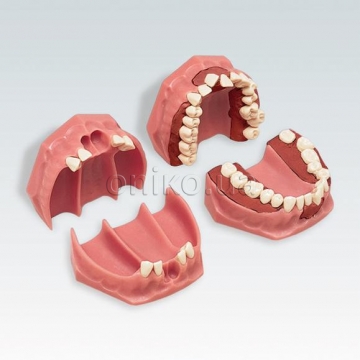 Orthodontics