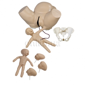 Obstetric Phantom Set