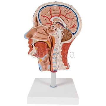 Half Head Model with Neck, Muscles, Blodd Vessels & Nerve Branches