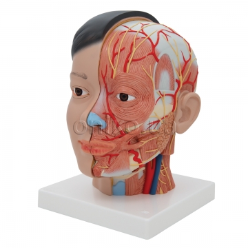 Deluxe Head Model with Neck, 4 part