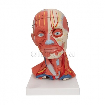 Head and Neck Musculature Model, 5 part