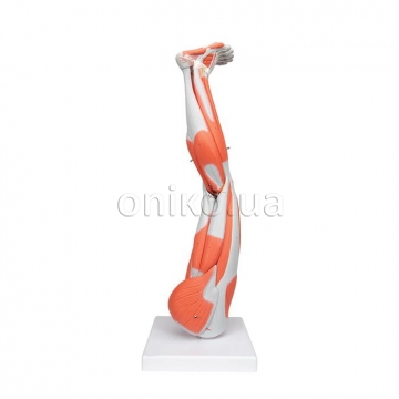 Muscle Leg Model, 3/4 Life-Size, 9 part