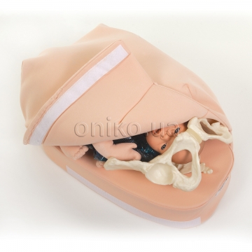 Abdominal Palpation Model Set