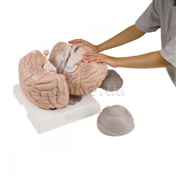 Giant Human Brain Model, 2.5 times Full-Size, 14 part