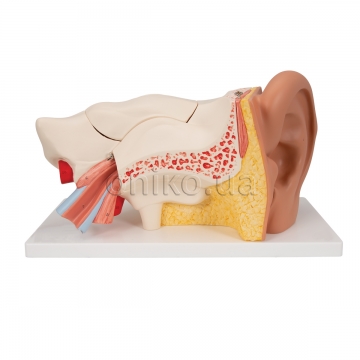 Модель вуха людини, збільшена в 3 рази, 6 частин