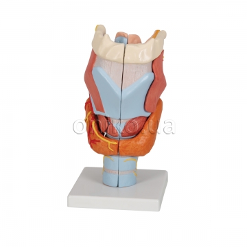 Human Larynx Model, 2 times Full-Size, 7 part