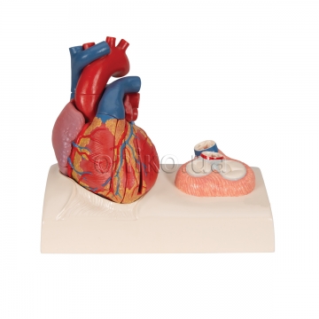 Модель серця на підставці, 5 частин