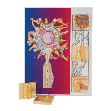 Human Nervous System Model Set "Physiology of Nerves"