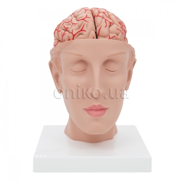 Головний мозок з артеріями на основі голови, 8 частин