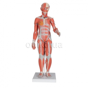 1/2 Life-Size Complete Human Female Muscle Figure, without Internal Organs, 21 part