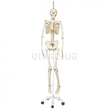 Physiological Human Skeleton Model Phil on Hanging Stand