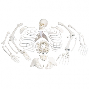 Parts of Human Skeleton