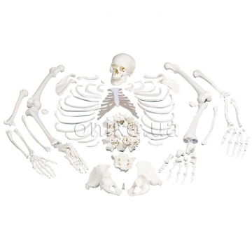 Розрізнена модель скелета людини з черепом із трьох частин
