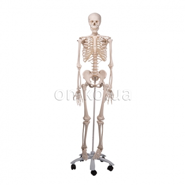 Модель скелета людини Стен