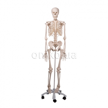 Human Skeleton Model Stan