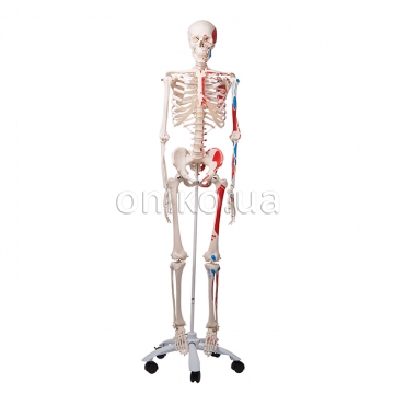 Модель скелета человека Max с нарисованными мышечными истоками и вставками