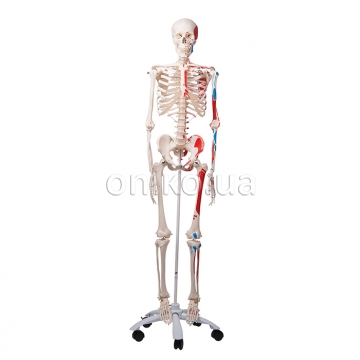 Human Skeleton Model Max with Painted Muscle Origins & Inserts