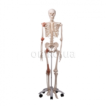 Модель кістяка людини Лео з суглобними зв'язками