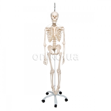 Functional & Physiological Human Skeleton Model Frank on Hanging Stand