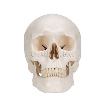 Classic Human Skull Model, 3 part
