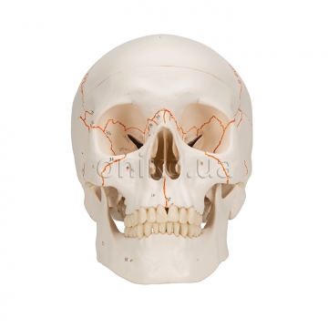 Numbered Human Classic Skull Model, 3 part