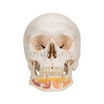 Classic Human Skull Model with Opened Lower Jaw, 3 part