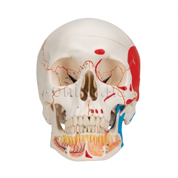 Классический раскрашенный череп с открывающейся нижней челюстью