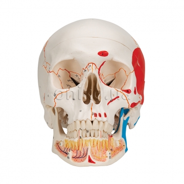 Classic Human Skull Model painted, with Opened Lower Jaw, 3 part