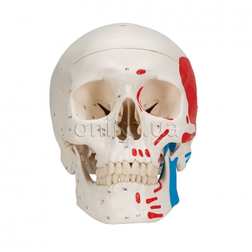 Classic Human Skull Model painted, 3 part