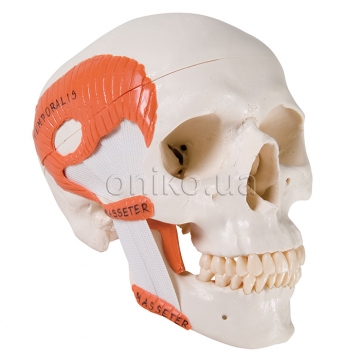 Human Skull Model, Demonstrates Functions of Masticator Muscles, 2 part