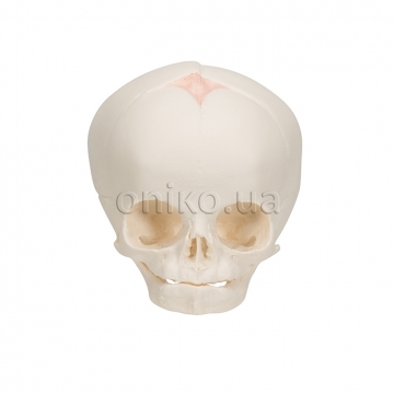 Foetal Skull Model, Natural Cast, 30th Week of Pregnancy