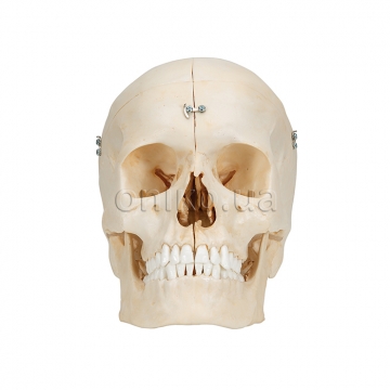 Human Bony Skull Model, 6 part