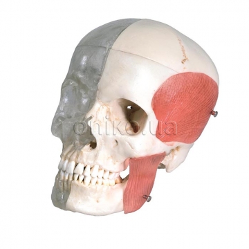 Human Skull Model, Half Transparent & Half Bony, 8 part