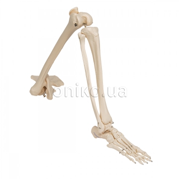 Human Leg Skeleton Model with Hip Bone