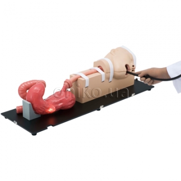 EGD (EsophagoGastroDuodenoscopy) Simulator