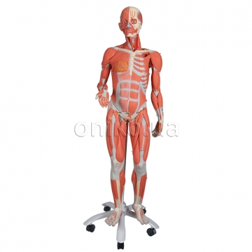 3/4 Life-Size Female Human Muscle Model without Internal Organs on Metal Stand, 23 part