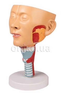 Head with throat and larynx