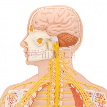 Nervous System Models