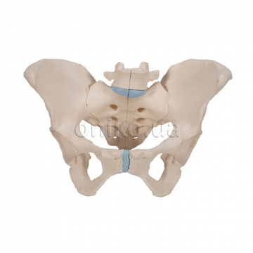 Pelvis female, 3-part