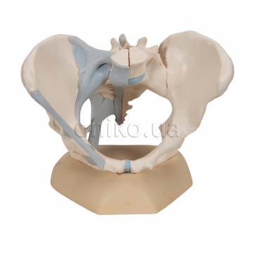 Female pelvis with ligaments, 3-parts